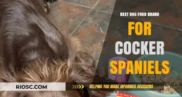 Top-Rated Dog Food Brands for Cocker Spaniels: A Comprehensive Guide