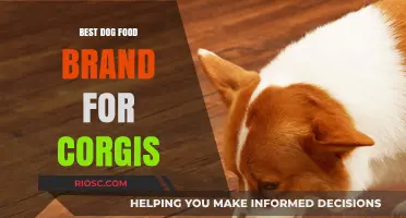 Top-Rated Dog Food Brands for Corgis: A Comprehensive Guide to Keep Your Furry Friend Healthy and Happy