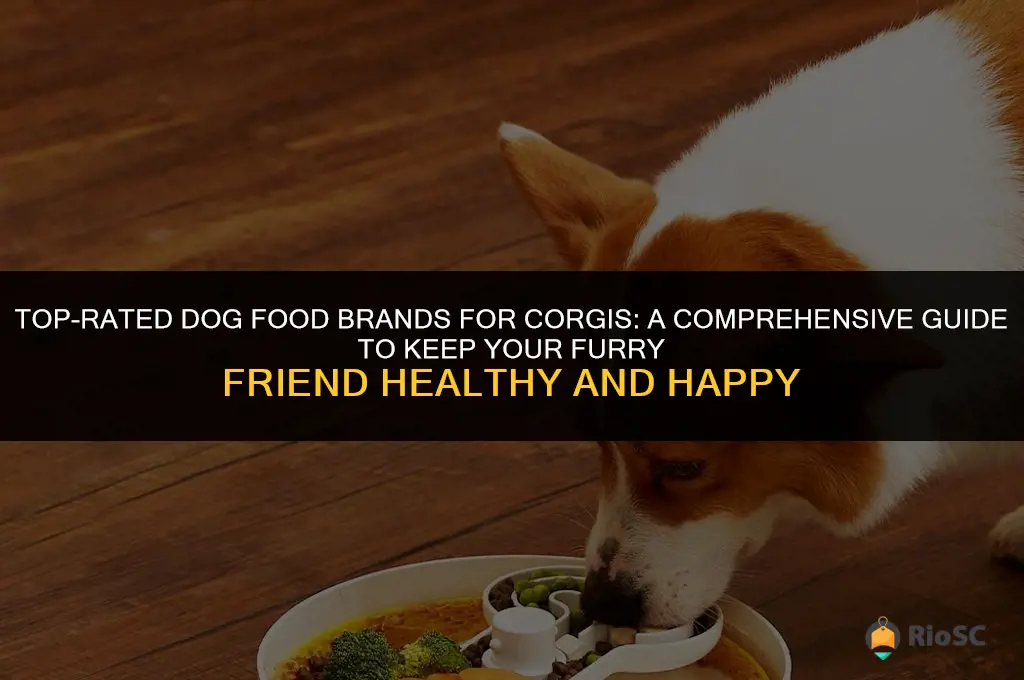 best dog food brand for corgis