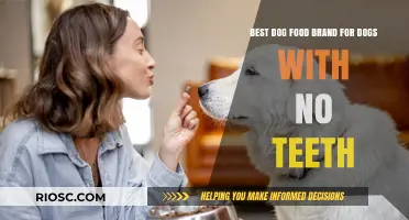 Nutrition for Toothless Tails: Top Dog Food Brands for Senior Dogs with Dental Challenges