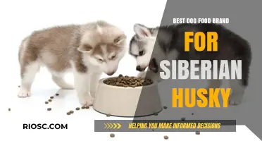 Top-Rated Dog Food Brands for Siberian Huskies: Nutrition, Energy, and Coat Health