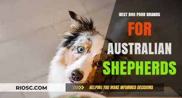 Top-Rated Dog Food Brands Tailored for Australian Shepherds: Nutrition and Energy for Active Dogs