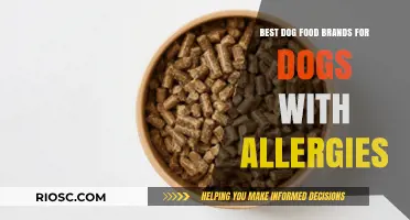 Hypoallergenic Dog Food Brands: Top Picks for Dogs with Allergies