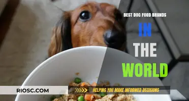 Top-Rated Dog Food Brands: A Global Perspective on Canine Nutrition