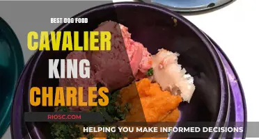 Top-Rated Dog Food Options for Cavalier King Charles Spaniels: Nutrition and Health Tips