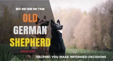Top-Rated Dog Food Options for Your 1-Year-Old German Shepherd: Nutrition for Optimal Health and Energy