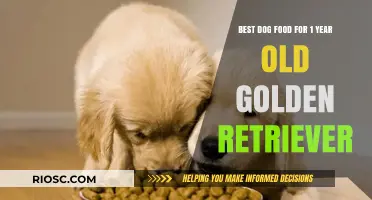 Nutritious and Delicious: Top Dog Food Recommendations for Your 1-Year-Old Golden Retriever