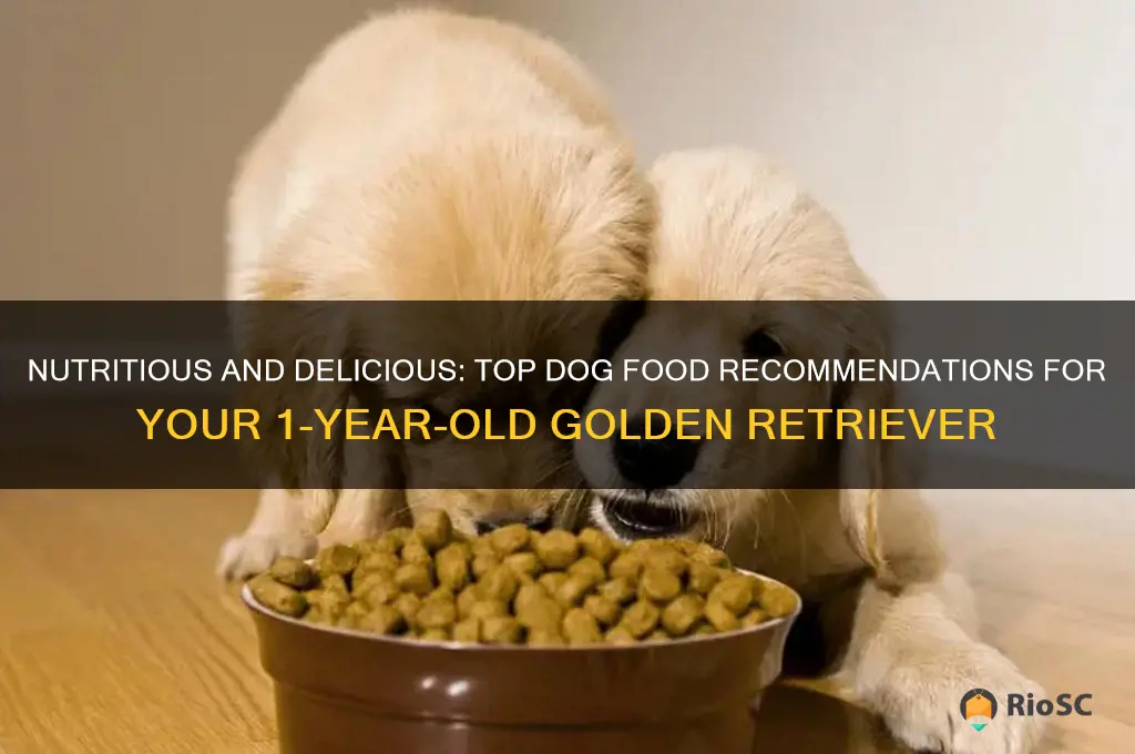 best dog food for 1 year old golden retriever