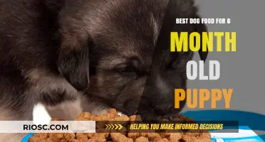 Nourishing Growth: Top Dog Food Picks for Your 6-Month-Old Puppy