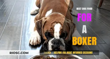 Nutritious and Delicious: Top Dog Food Picks for Your Boxer's Optimal Health
