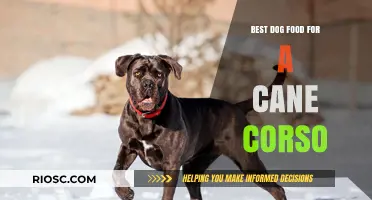 Nutritious and Delicious: Top Dog Food Recommendations for Your Cane Corso's Optimal Health