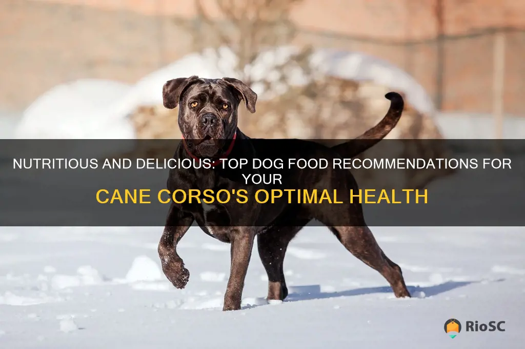 best dog food for a cane corso