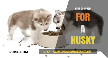 Nutritious and Delicious: Top Dog Food Picks to Fuel Your Husky's Active Lifestyle