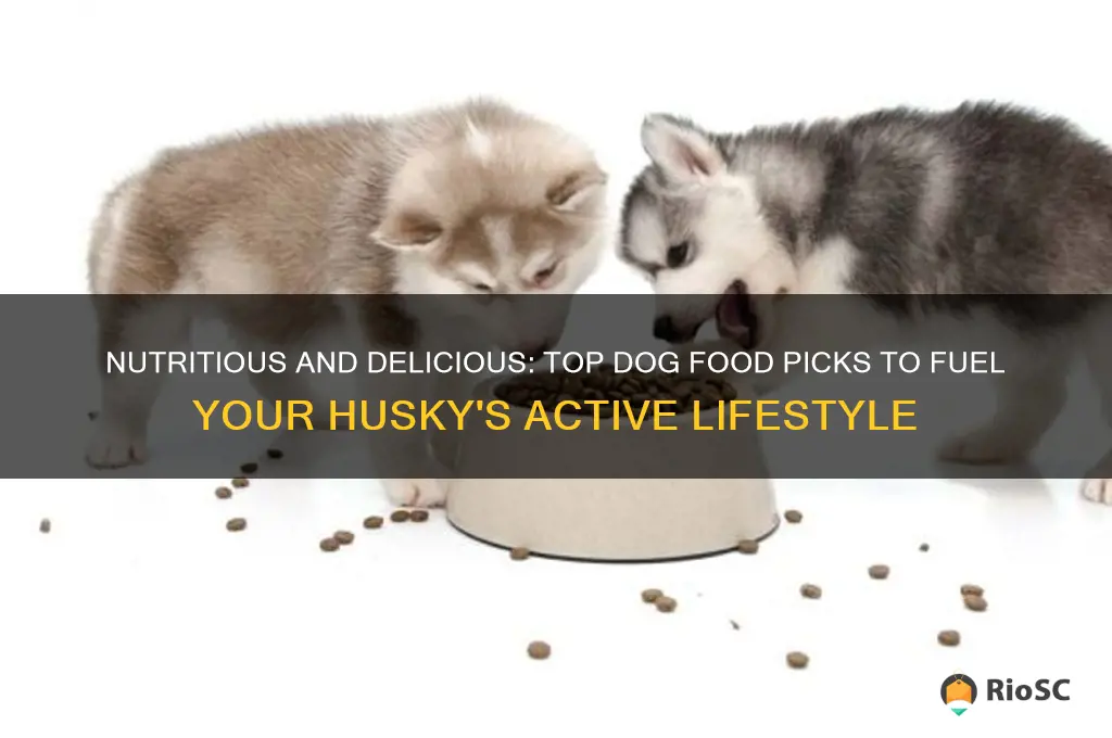 best dog food for a husky