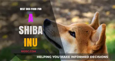 Nutritious and Delicious: Top Dog Food Picks for Your Shiba Inu's Optimal Health