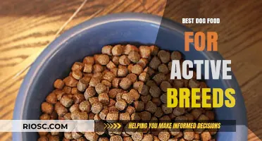 Fuel Your Active Dog: Top Dog Food Picks for High-Energy Breeds