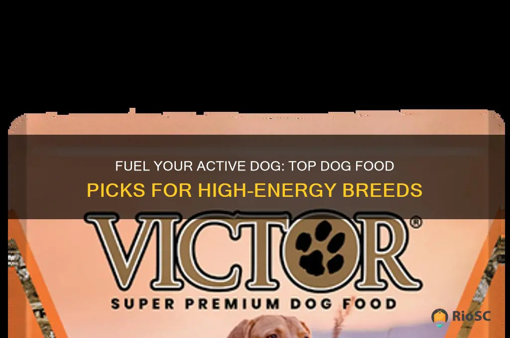 best dog food for active breeds