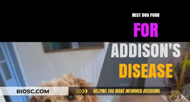 Nutritional Support for Addison's Disease in Dogs: Top Dog Food Recommendations