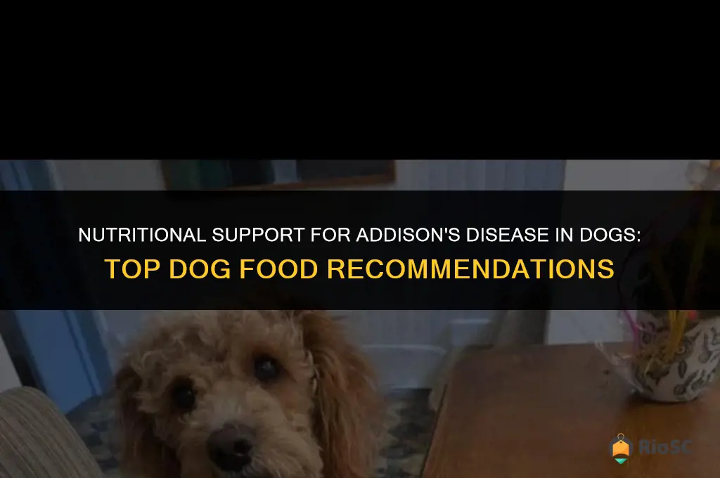 best dog food for addison