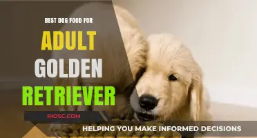 Top-Rated Dog Food Options for Adult Golden Retrievers: Nutrition, Health, and Taste