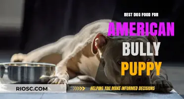 Nutritious Start: Top Dog Food Recommendations for Your American Bully Puppy
