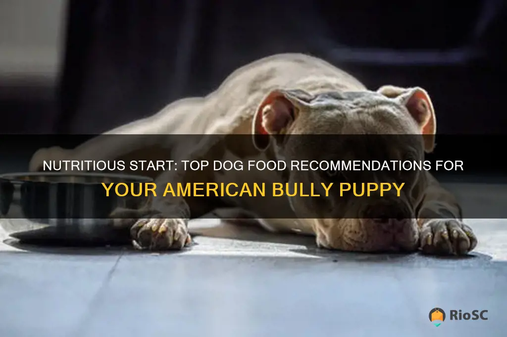 best dog food for american bully puppy