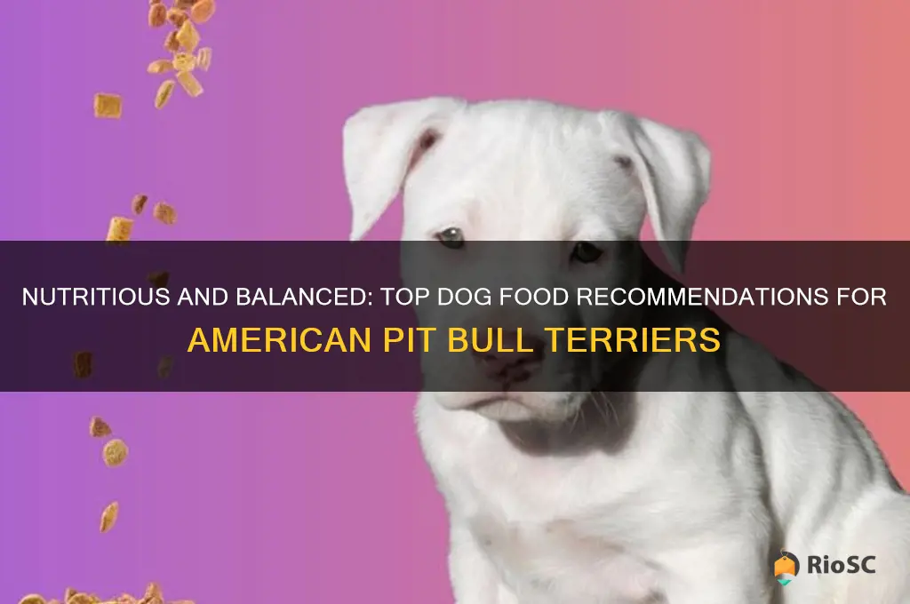 best dog food for american pit bull terrier
