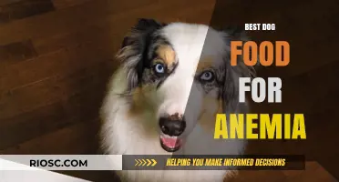 Nutritious Dog Food Options to Combat Anemia: A Comprehensive Guide
