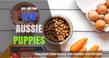 Nutritious and Delicious: Top Dog Food Recommendations for Your Aussie Puppy's Growth and Health