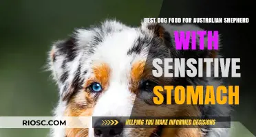 Gentle Nutrition: Top Dog Food Picks for Australian Shepherds with Sensitive Stomachs