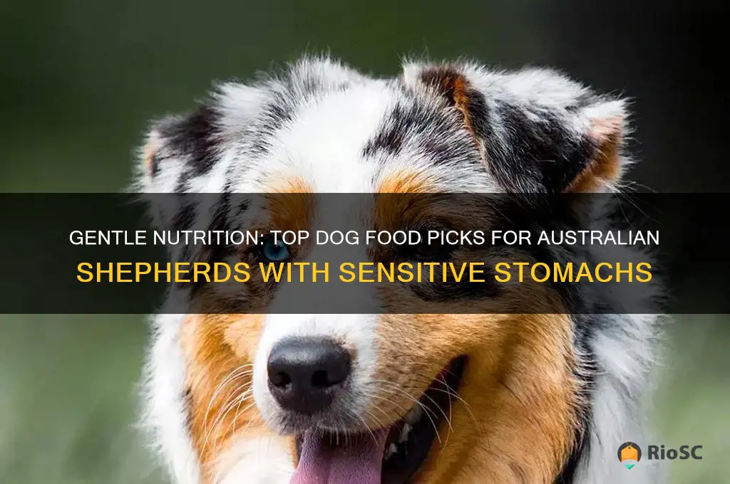 best dog food for australian shepherd with sensitive stomach
