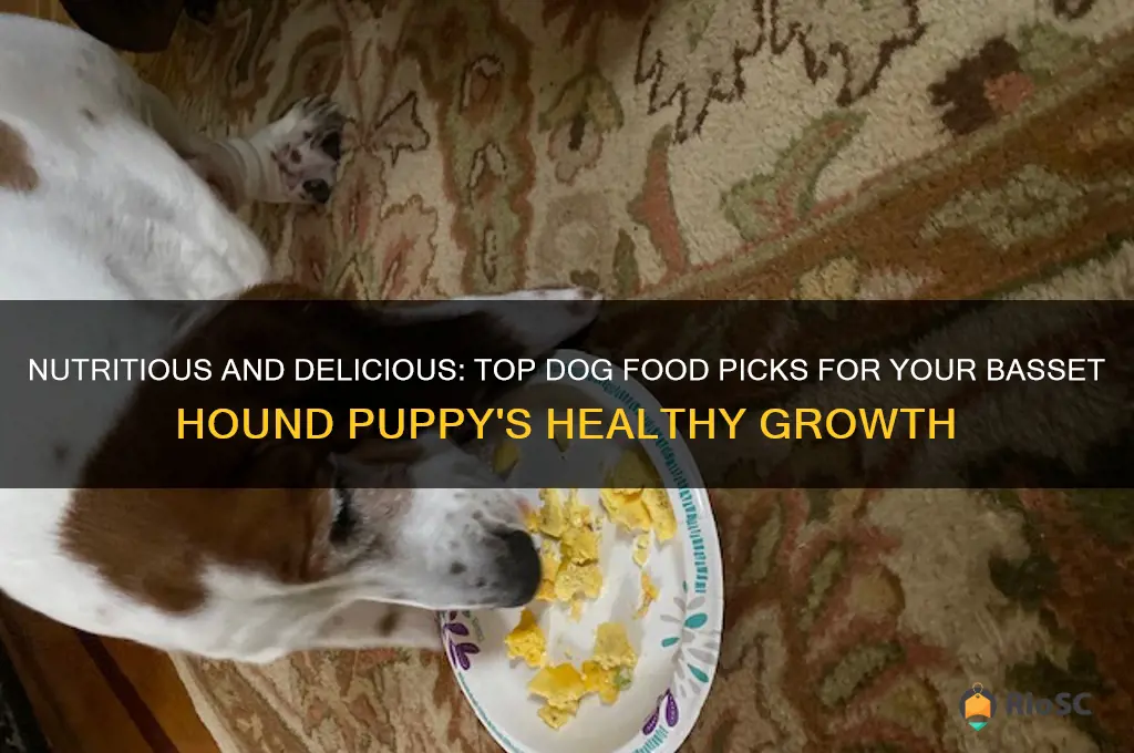 Curated visual reference: Fresh Look at Nutritious And Delicious Top Dog Food Picks For Your Basset