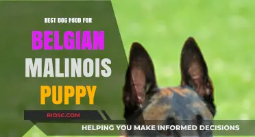 Nutritious and Balanced: Top Dog Food Recommendations for Your Belgian Malinois Puppy