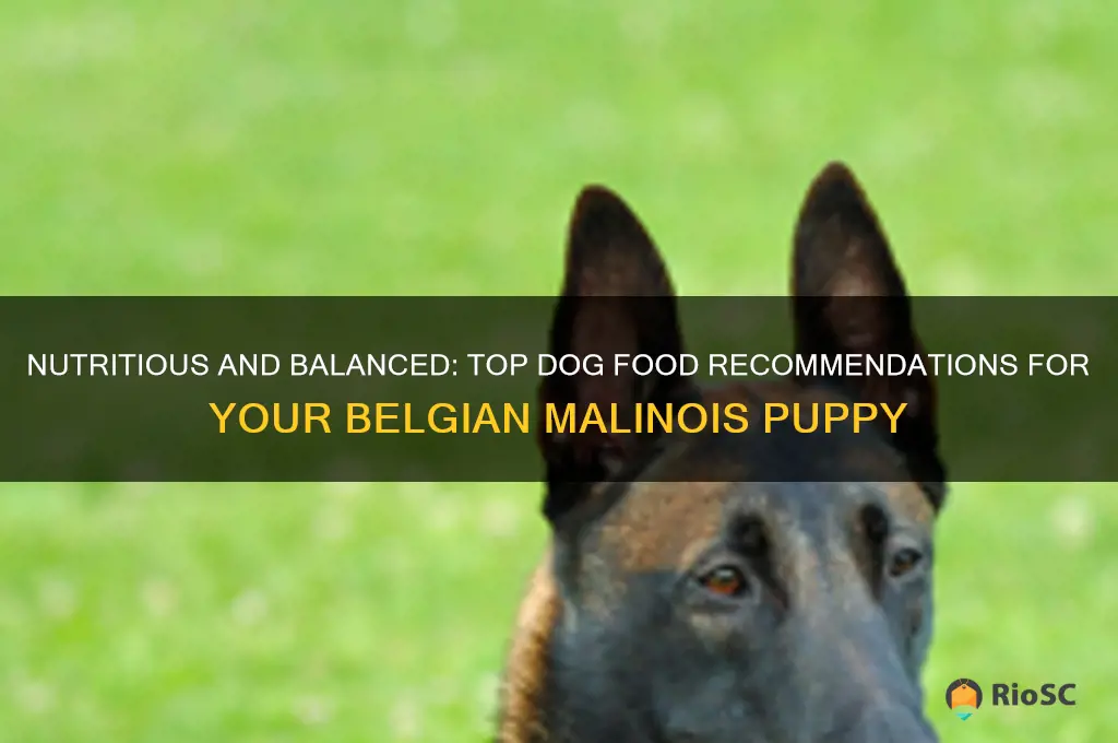 best dog food for belgian malinois puppy