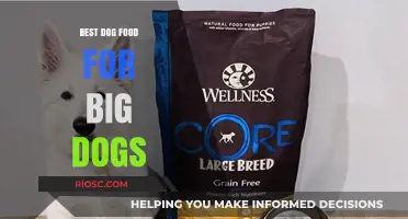 Top-Rated Dog Food Options for Large Breeds: Nutrition and Health Benefits