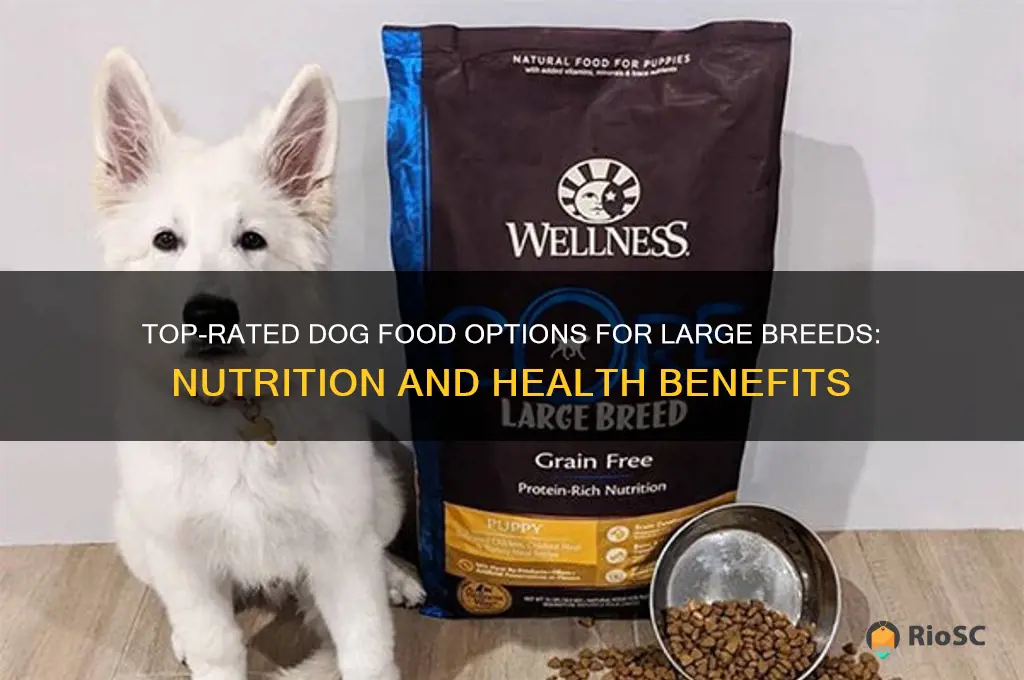 best dog food for big dogs