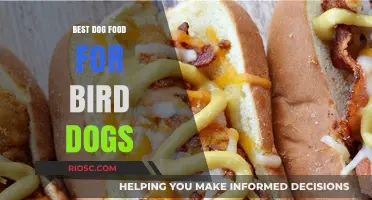Top-Rated Dog Food Options to Fuel Your Bird Dog's Energy and Performance