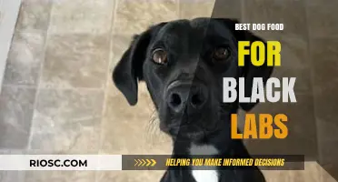 Nutritious and Delicious: Top Dog Food Recommendations for Black Labs