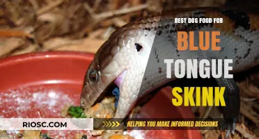 Nutritious and Safe: Top Dog Food Alternatives for Your Blue Tongue Skink