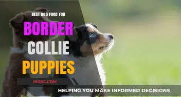 Nutritious and Delicious: Top Dog Food Picks for Your Border Collie Puppy's Growth and Energy
