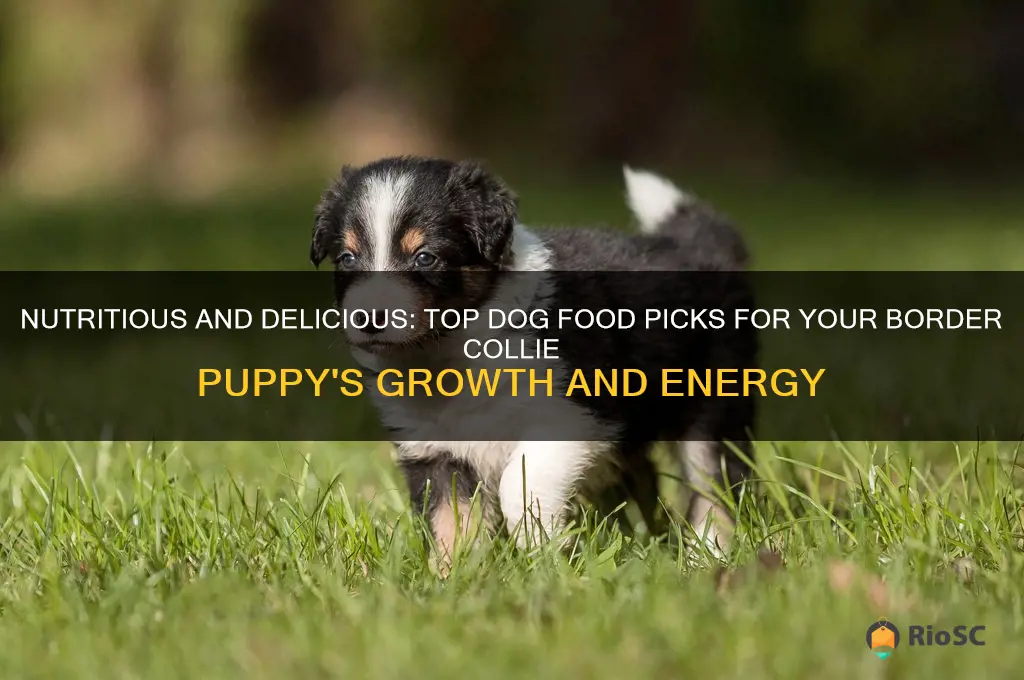 best dog food for border collie puppies