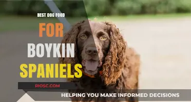 Top-Rated Dog Food Options for Boykin Spaniels: Nutrition for Optimal Health and Energy