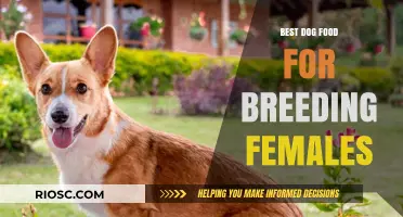 Nourishing Future Generations: Premium Dog Food Choices for Breeding Females