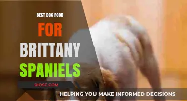 Top Nutritional Choices: Best Dog Food for Brittany Spaniels to Thrive