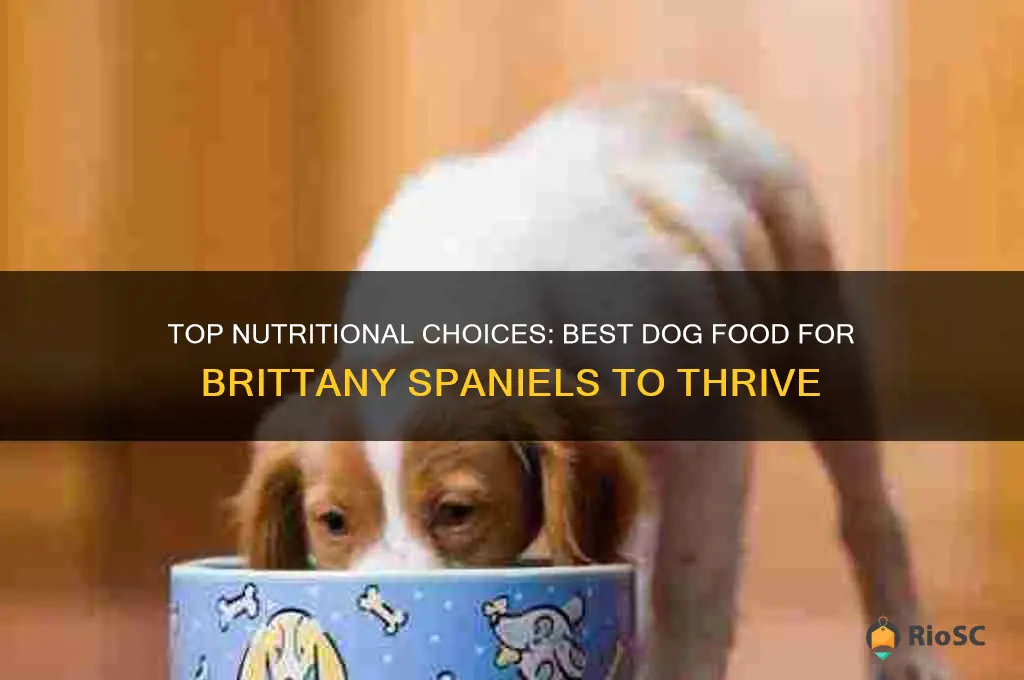 best dog food for brittany spaniels