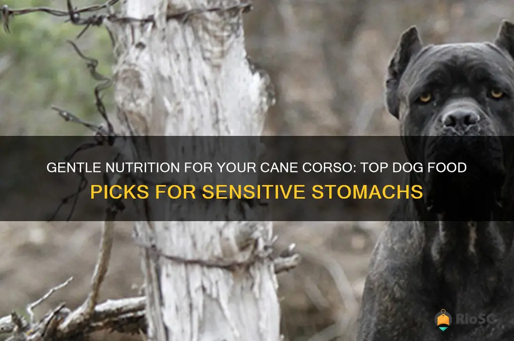 best dog food for cane corso with sensitive stomach