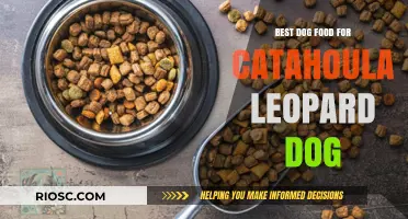 Nutrition Guide: Top Dog Food Picks for Your Catahoula Leopard Dog's Health and Energy
