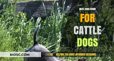 Nutritious and Energizing Dog Food Options Tailored for Active Cattle Dogs