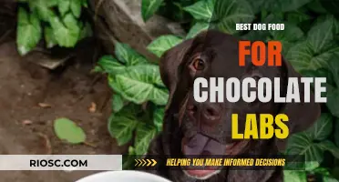 Nutritious and Delicious: Top Dog Food Picks for Chocolate Labs to Thrive