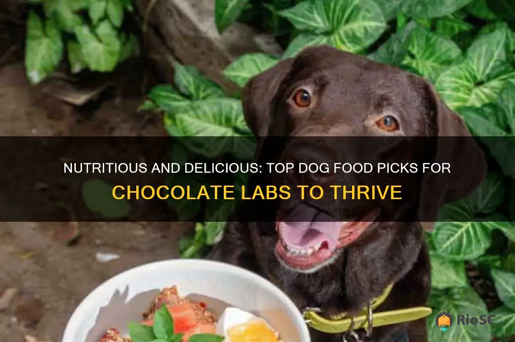 best dog food for chocolate labs